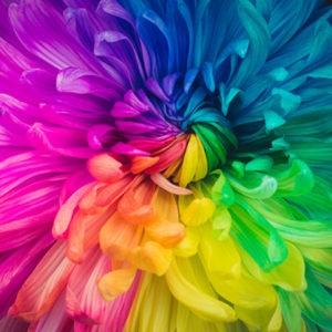 rainbow colored flower